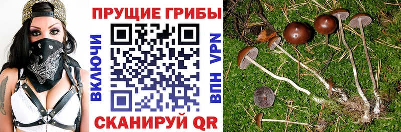 Псилоцибиновые грибы Psilocybine cubensis  Купить закладки  Соль-Илецк 